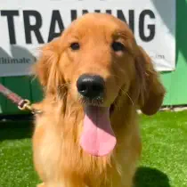 A golden retriever with its tongue out sits on green grass, leashed in front of a sign that partially reads "TRAINING.