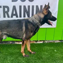 A German Shepherd stands on green artificial grass in front of a sign that reads "Dog Training.