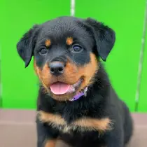 A black and brown Rottweiler puppy sits in front of a bright green background, looking towards the camera with its mouth slightly open and tongue visible.