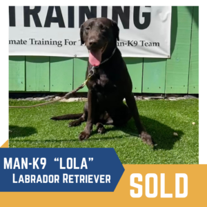 A black Labrador Retriever named Lola sits on grass in front of a sign with "MAN-K9" visible. The bottom right corner has a yellow "SOLD" label.