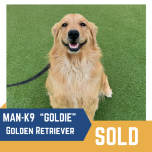A Golden Retriever sits on a grassy surface with a smile. The image has text: "MAN-K9 'GOLDIE' Golden Retriever" and a "SOLD" label in the bottom right corner.