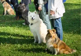 People standing on a grassy area with leashed dogs. Two prominent dogs, a white fluffy one and a brown and white one, look towards the camera.