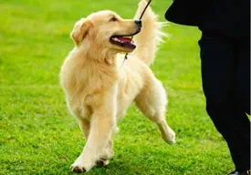A golden retriever on a leash is walking on green grass, looking up at a person in black pants.
