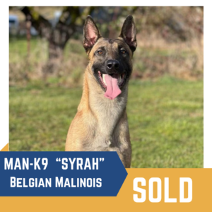 A Belgian Malinois named Syrah is shown outdoors with the word "SOLD" in bold letters at the bottom. The dog's alert expression and backdrop of greenery are visible.