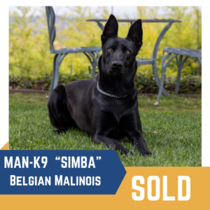 A black Belgian Malinois named Simba, sitting on grass beside a metal chair, with a "SOLD" label in the foreground.