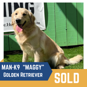A golden retriever named Maggy sits on grass. A banner is seen behind, and the text "MAN-K9 'MAGGY' Golden Retriever SOLD" is displayed at the bottom.