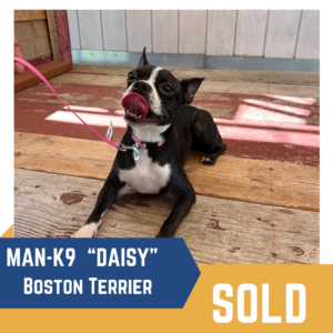 A Boston Terrier named Daisy lies on a wooden floor, partially shaded and part sunlit, with a visible sold sign.