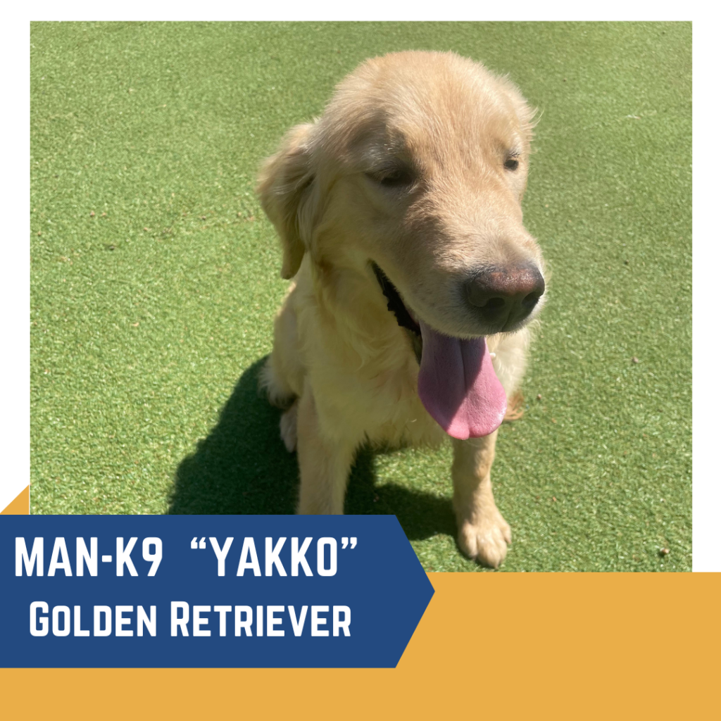 A Golden Retriever named "Yakko" from MAN-K9 sits on grass, panting with its tongue out.