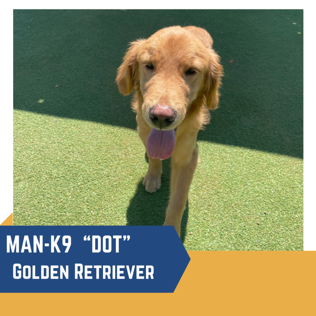 A Golden Retriever named "Dot" with a tongue out, stands on an artificial turf. Text on the image reads "MAN-K9 'DOT' Golden Retriever.