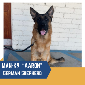 A German Shepherd named "Aaron", part of the MAN-K9 unit, is sitting on a concrete surface with a leash attached, in front of a white brick wall.