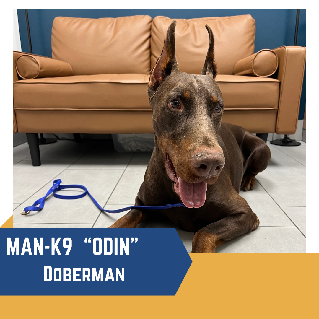 A Doberman with cropped ears rests on the floor in front of a tan sofa. A blue leash is on the floor next to the dog. Text on the image reads "MAN-K9 'Odin' Doberman".