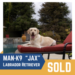 A Labrador Retriever named Jax is lying on a red lounge chair near a pool. Text on the image reads "Man-K9 'Jax' Labrador Retriever" with a "Sold" label.