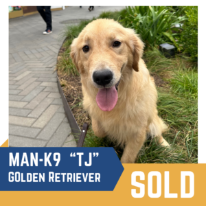 A Golden Retriever named "TJ" sits outdoors on a leash, with a label reading "MAN-K9 'TJ' Golden Retriever" and a "SOLD" banner.