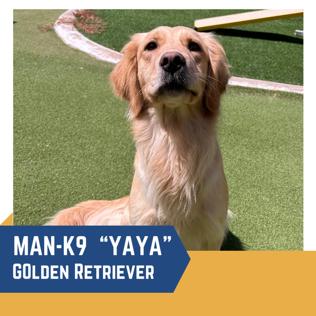 A Golden Retriever named "Yaya" sits on a green lawn with a tan object and a curved pathway in the background. The text overlay reads "Man-K9 'Yaya' Golden Retriever.