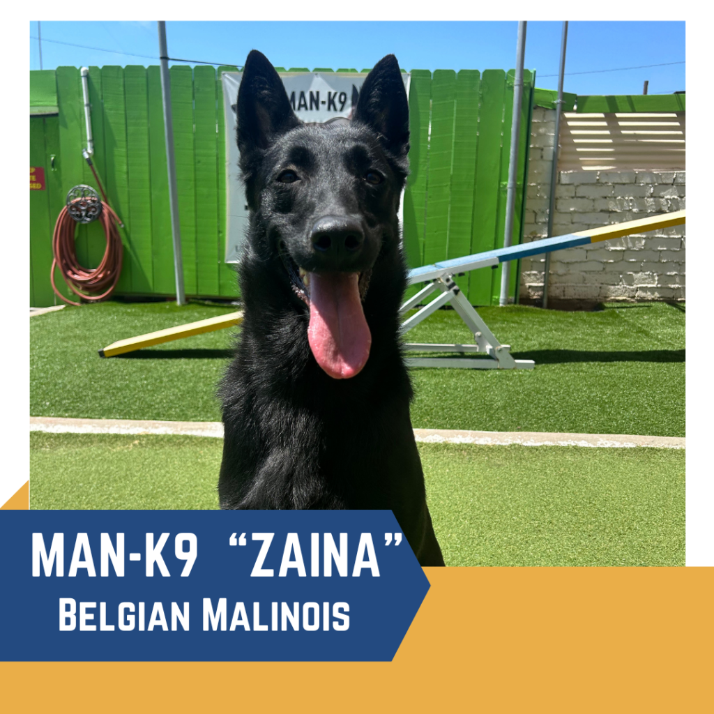 A black Belgian Malinois named Zaina is pictured outdoors on a grassy surface with training equipment in the background. Overlaid text reads, "MAN-K9 'Zaina' Belgian Malinois.