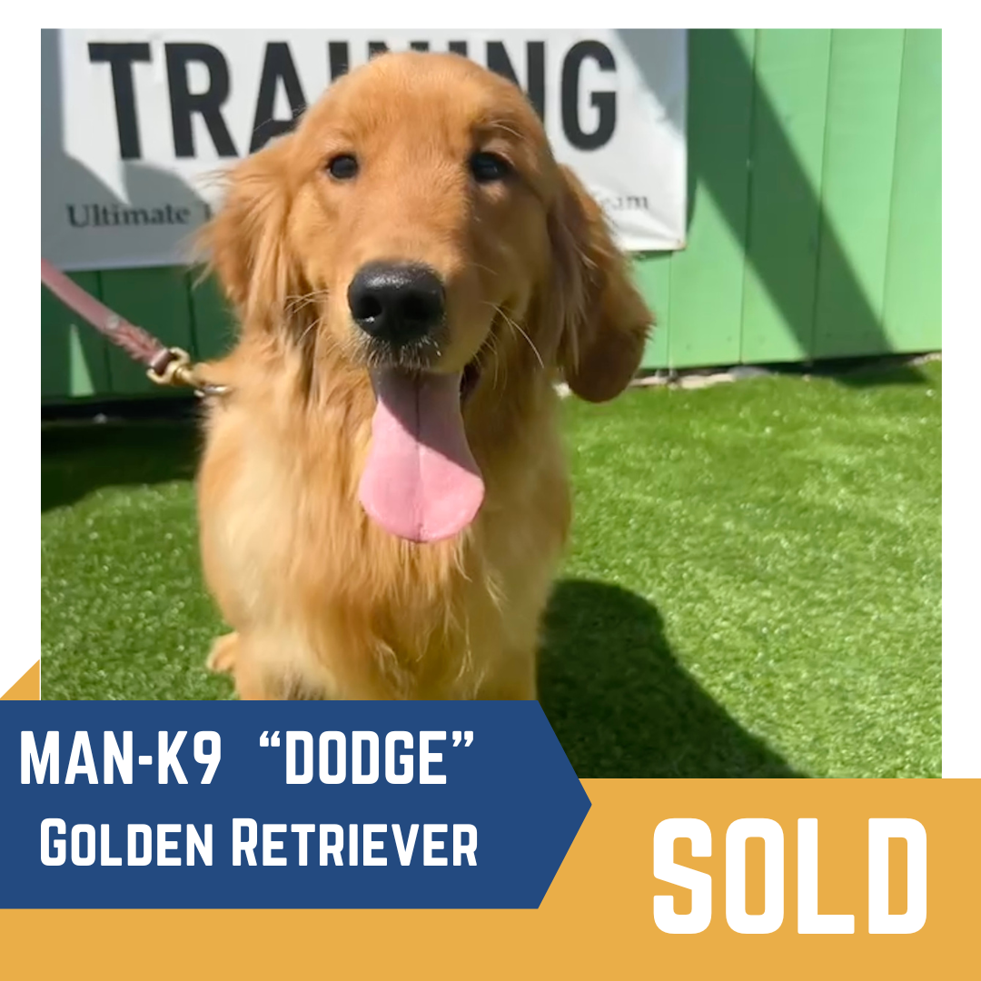 Golden Retriever named Dodge sitting on grass with tongue out, in front of a training sign. Sold sign below.