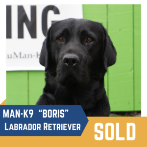 Black Labrador Retriever with a sign that reads "SOLD" next to its image and "MAN-K9 'BORIS'" on a blue banner.