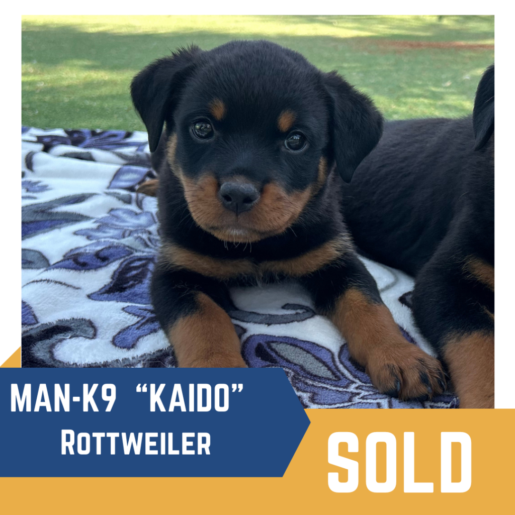 Rottweiler puppy named Kaido lying on a patterned blanket with a "SOLD" label at the bottom.