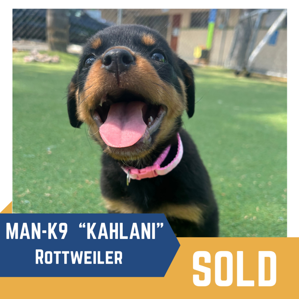 A Rottweiler puppy with a pink collar sits on grass. The text reads "Man-K9 'Kahlani' Rottweiler SOLD.