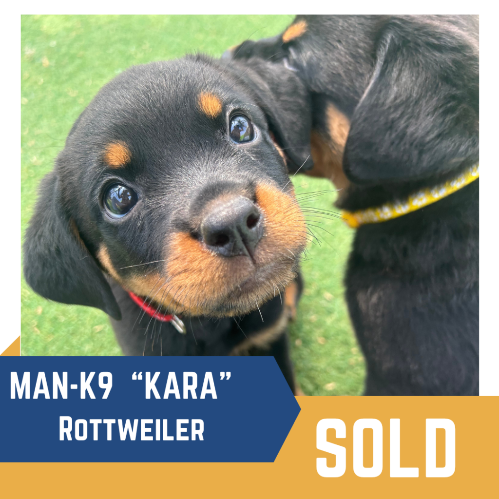 Rottweiler puppy with a red collar on grass. Text overlay reads: "MAN-K9 'KARA' Rottweiler SOLD.