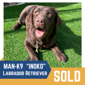 A brown Labrador Retriever named Inoko is lying on green grass. Text overlay says "MAN-K9 'INOKO' Labrador Retriever SOLD.