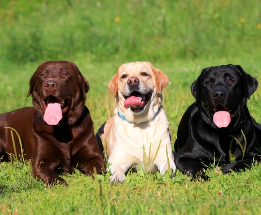 Three Labrador Retrievers-chocolate, yellow, and black-sit in a grassy field with tongues out.