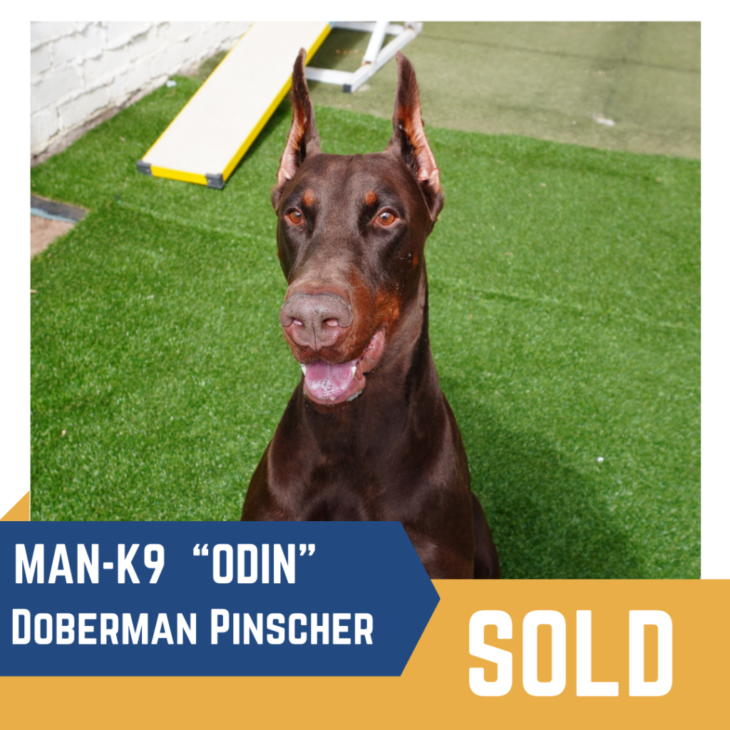 A Doberman Pinscher named Odin is sitting on grass. The image corner says "SOLD.