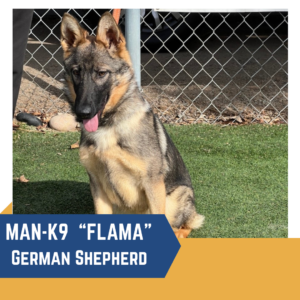 A German Shepherd with the label "MAN-K9 'FLAMA'" sits in front of a chain-link fence on grass.