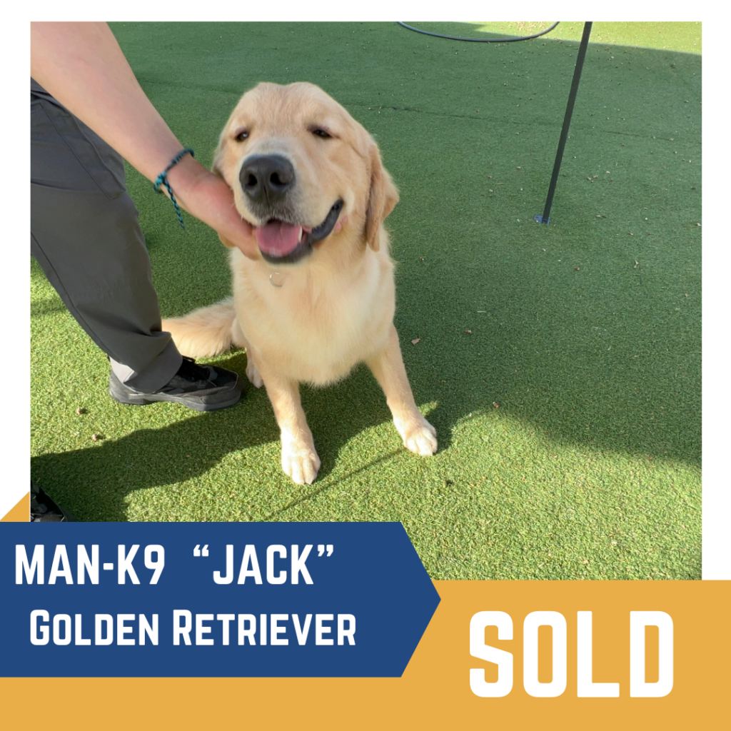 A Golden Retriever named Jack sits on grass with a person's hand petting its face. The text indicates Jack is sold by Man-K9.