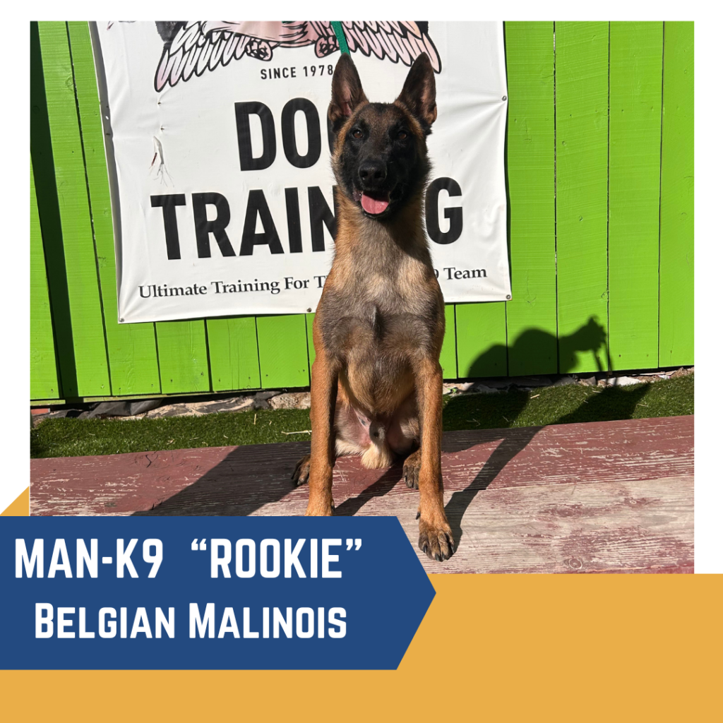 Belgian Malinois named "Rookie" sitting in front of a dog training sign on a sunny day.