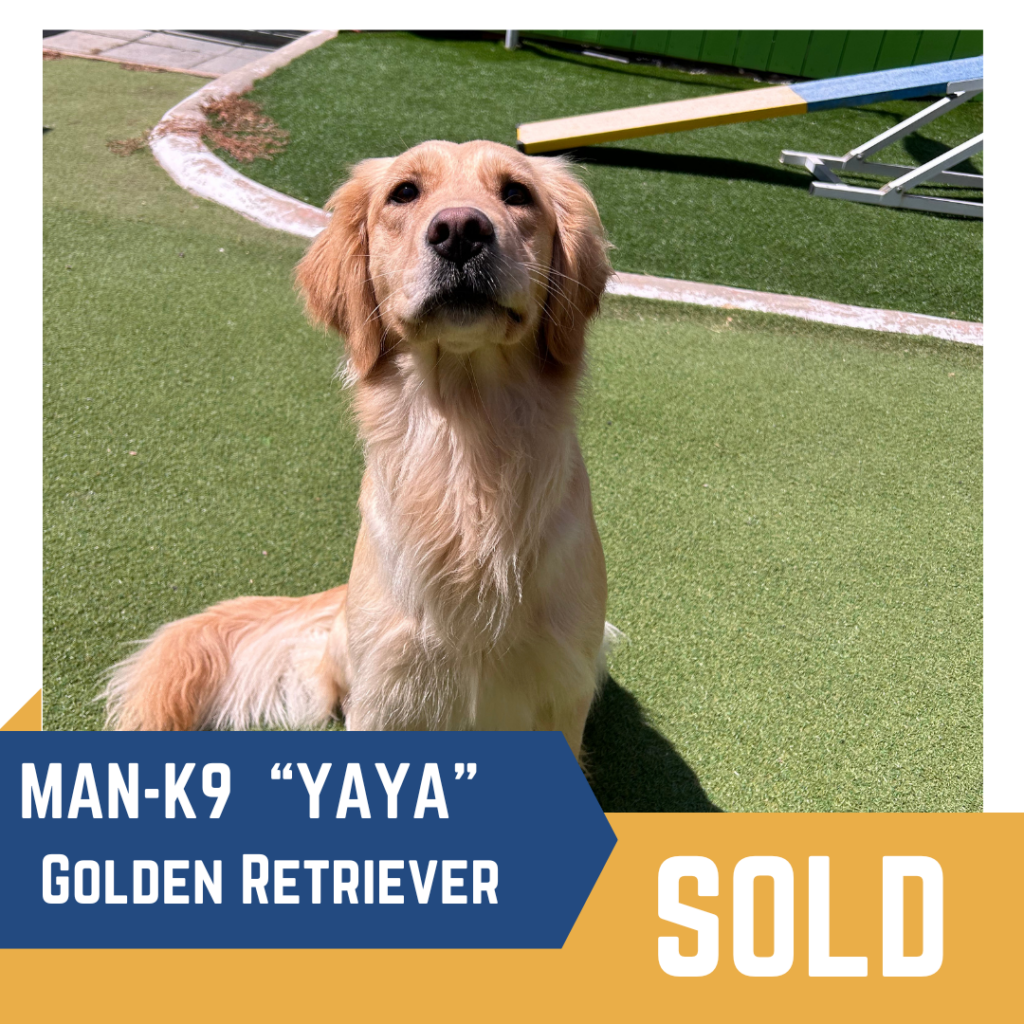 Golden Retriever named "Yaya" sits on a grassy area. The image has overlay text indicating "MAN-K9", "YAYA", and "SOLD".