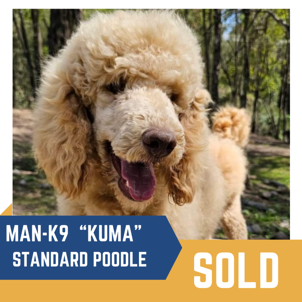 A curly-haired poodle labeled as "Kuma" is outdoors. The image has a "Sold" label.