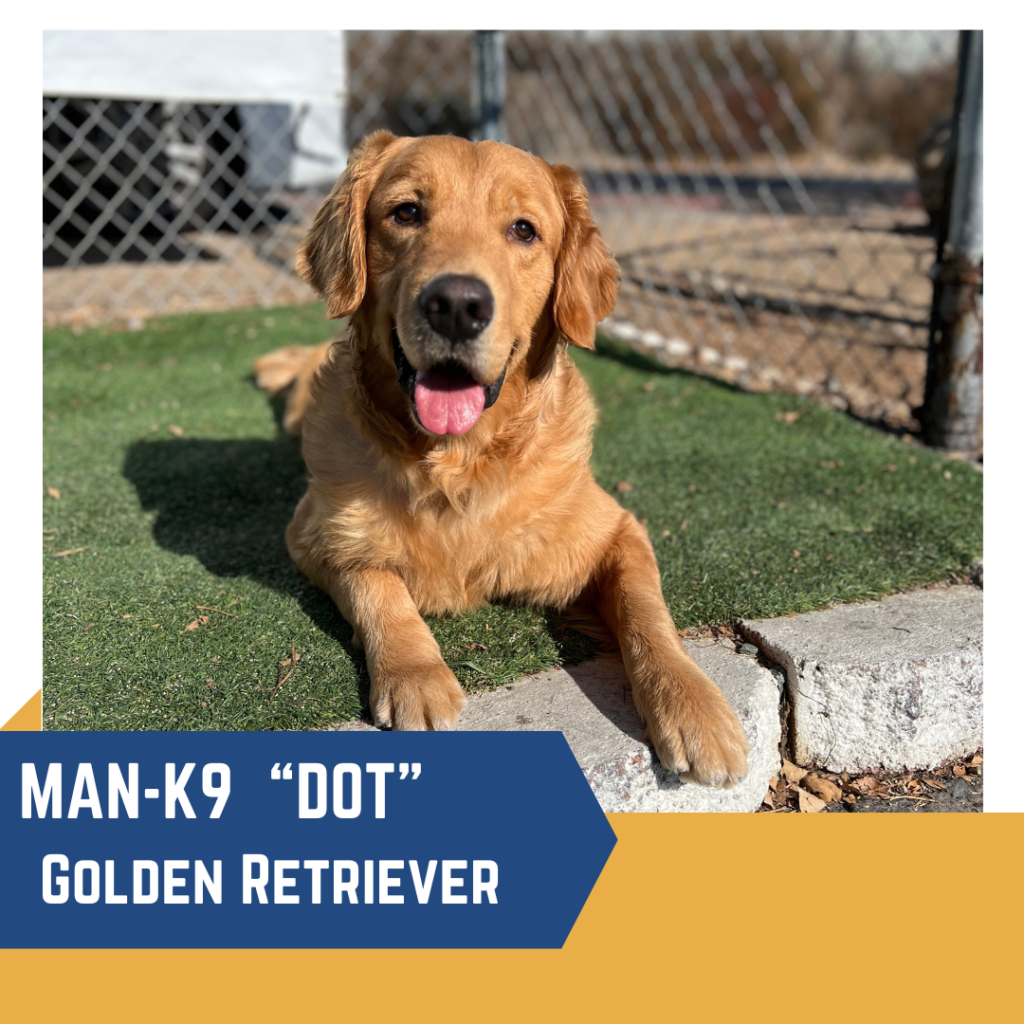 Golden Retriever lying on the ground, tongue out, with a metal fence and grass in the background. Text overlay reads: "MAN-K9 'Dot' Golden Retriever.