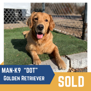 Golden Retriever lying on grass, labeled "MAN-K9 'Dot' Golden Retriever," with "SOLD" written in the corner.