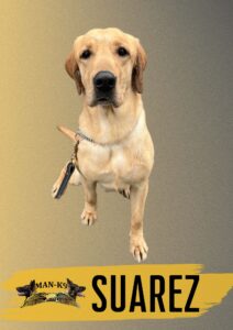 A yellow Labrador Retriever dog sits on a leash against a gradient background, with the name "SUAREZ" and the "MAN-K9" logo displayed at the bottom.