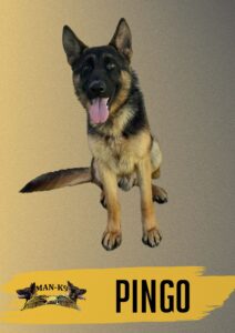 A German Shepherd dog sits with its tongue out against a gradient background. The name "PINGO" appears below, along with a MAN-K9 logo featuring two dog heads.