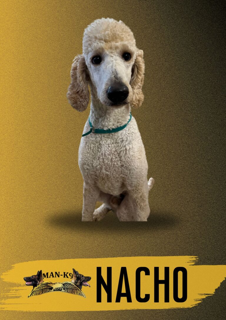 A cream-colored poodle with a green collar sits against a brown gradient background with the text "MAN-K9 NACHO" and a dog logo at the bottom.