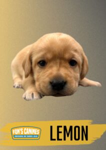 A light brown puppy lying down against a yellow and gray background, with the text "Fon's Canines" and "Lemon" at the bottom.