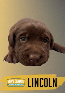 A close-up of a brown puppy lying on a gradient background with the text "Fon's Canines" and "Lincoln" displayed below.