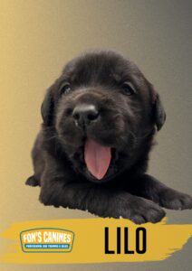 A black puppy with its mouth open lies on a gradient background. Text reads "Fon's Canines Professional Dog Training & Sales" and "Lilo.