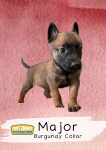 A small brown and black puppy wearing a burgundy collar stands on a pink textured background. Text reads: "Major Burgundy Collar" and "Fon's Canines Professional Dog Training & Sales.