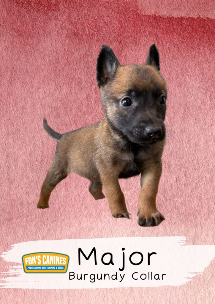 A small brown and black puppy wearing a burgundy collar stands on a pink textured background. Text reads: "Major Burgundy Collar" and "Fon's Canines Professional Dog Training & Sales.