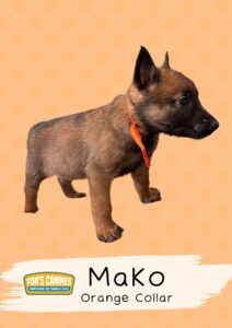 A brown and black puppy with an orange collar stands on an orange patterned background. Text reads "Mako Orange Collar" with a Fon's Canines logo.