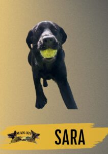A black dog runs toward the camera holding a tennis ball in its mouth. The name "SARA" and a logo with "MAN-K9" appear at the bottom.