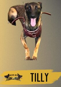 A Belgian Malinois wearing a brown harness with its tongue out, above text that reads "TILLY" and a logo labeled "MAN-K9.