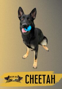 A black and tan German Shepherd dog holds a blue ball in its mouth. The background is a yellow-gray gradient with the text "MAN-K9 CHEETAH" at the bottom.