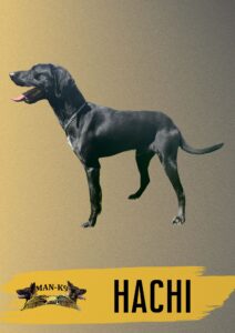 A black dog stands on all fours against a gradient background, with the name "HACHI" and the "MAN-K9" logo displayed below.