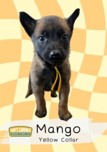 A young brown and black puppy with a yellow collar stands on a yellow checkered background. Text reads: "Fon's Canines Mango Yellow Collar.