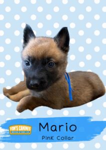 A brown and black puppy with a blue ribbon around its neck lies on a blue polka dot background, with text reading "Mario" and "Pink Collar" below.