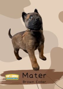 A young Belgian Malinois puppy wearing a brown collar stands alert on a beige patterned background. Text reads "Mater Brown Collar" with a Fon's Canines logo in the corner.